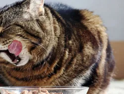 Wet Food atau Dry Food: Mana yang Lebih Unggul untuk Kucing Anda?