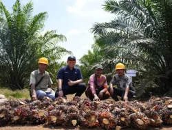 Panen Perdana Sawit PalmCo Tembus 2,5 Tahun, TM1 Bisa 18 Ton?