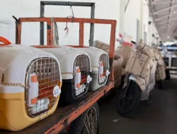 Pengiriman Hewan Peliharaan KAI Logistik Tembus 74.637 Ekor pada Semester I 2025
