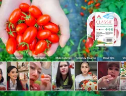 Cherry Tomato Stevia Astyfarm, Tomat Premium yang Bikin Artis Indonesia Jatuh Cinta