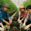 Dari Bibit Unggul ke Rasa Premium: Rahasia Dibalik Cherry Tomato Astyfarm