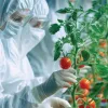 Teknologi Infusion Astyfarm: Gabungan Tomat dan Stevia yang Revolusioner